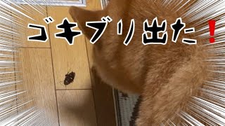 ゴキブリ 柴犬でんちゃん お母ちゃんゴキブリ殺して Youtube