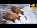 4k winter animals grizzly bears catching salmon  film animalier pittoresque avec musique africaine
