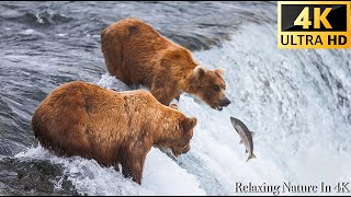 4KЗимние животные:медведи гризли ловят лосося-живописный фильм о дикой природе с африканской музыкой