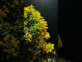 Nửa Đêm Ngoài Phố #tamtrang #nhactrutinh #canhdepthiennhien #night #flowers #new #viral