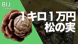 中国産「松の実」が高価な理由