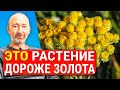 ОН продлевает жизнь, восстанавливает печень, почки, желчный пузырь, работу ЖКТ, убивает паразитов и…