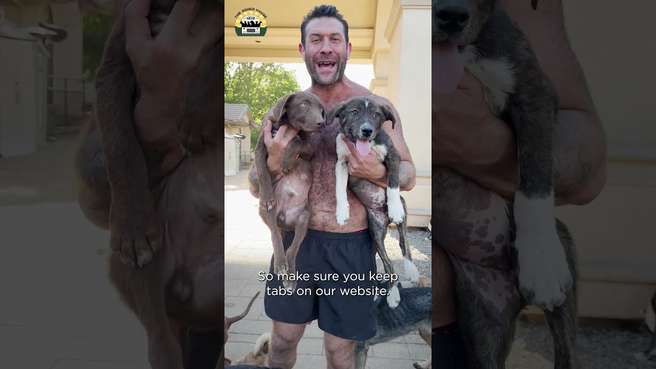 The Mange Puppies Are Thriving Here What A Transformation 