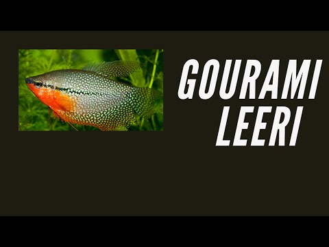 Video: Gurami, Sau Trichogaster De Perle