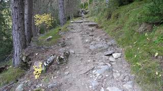 この森で太陽に向かって歩くストレス解消、癒しの音楽、マインドフルネスのためのリラックスした音楽