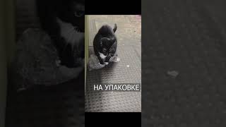 кот антидепрессант #funny #лучшее #красиво #кот #пупырышки#приколы #shorts