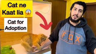 Coffee Cat ne Kaat lia  | Story of Abandoned Persian Cat | Persian Cat for Adoption