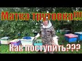 ЧТО ТАКОЕ МАТКА ТРУТОВКА В КОНЦЕ АВГУСТА, ЧТО ДЕЛАТЬ, КАК ИСПРАВИТЬ?