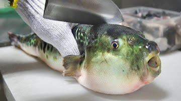 Amazing Blowfish Toxic Cleaning Skills - Japanese Street Food