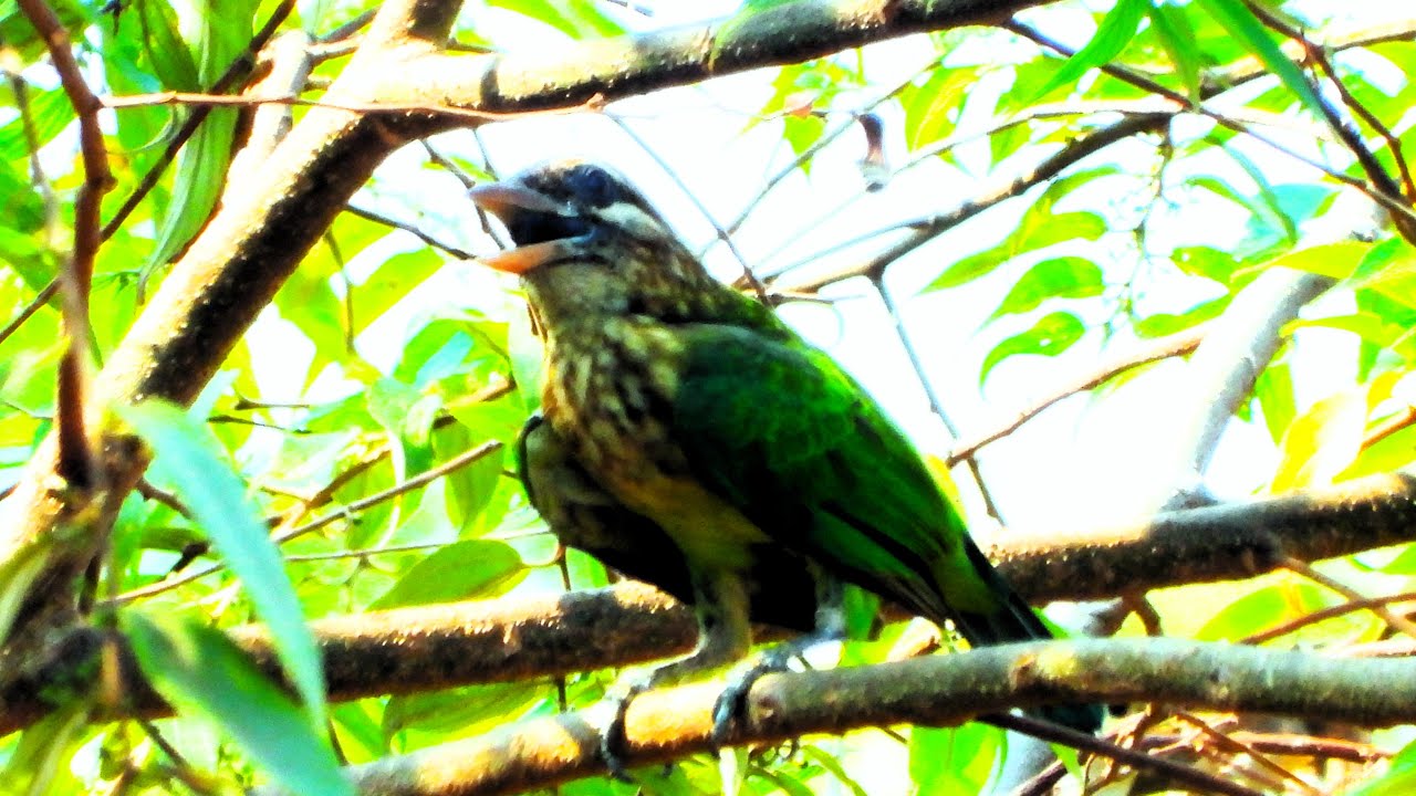 wild-lineated-barbet-call-asian-barbet-call-psilopogon-lineatus