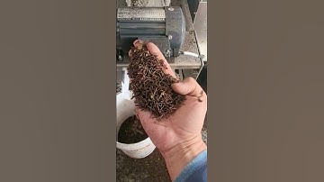 AMD Black pepper/chili/spice colour sorting/sorter/sortex machine