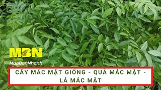 Nông Nghiệp Nhanh MuaBanNhanh