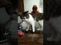 Кот не потерпел фамильярностей The cat did not tolerate familiarities #shorts #cat #cute #cats