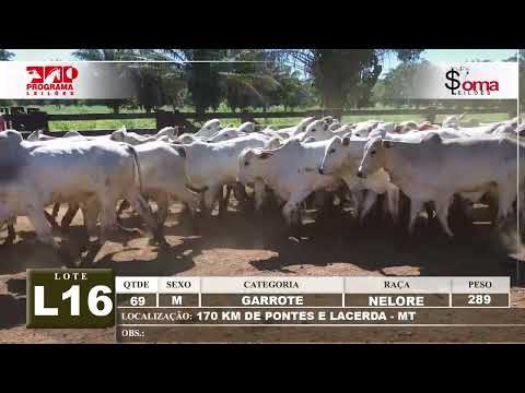 LOTE L16