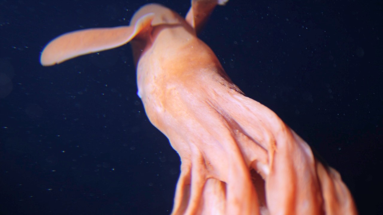 9 Strange Deep Ocean Creatures Found by Japan's ROVs № 20 🇯🇵
