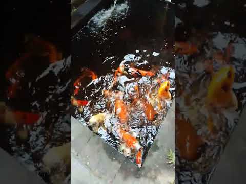Koi Menghibur Hati