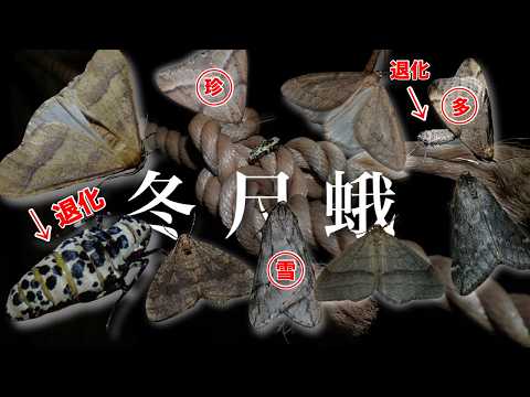 冬限定】” 翅を失った飛べない蛾 ”を探しに行きました…！【冬尺蛾編