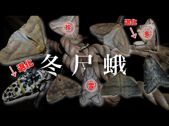 冬限定】” 翅を失った飛べない蛾 ”を探しに行きました…！【冬尺蛾編