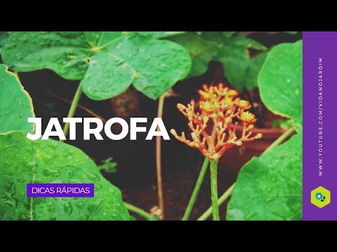 Video: Jatropha Protin, Razkosana Jatrofa, Raste Doma