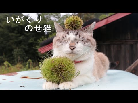 いがぐりのせ猫　201006