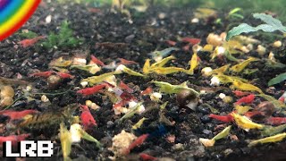 TOT Skrittle Shrimp Aquarium Mixing Neocaridina in a Freshwater Planted Tank