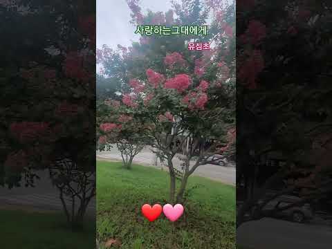 유심초 사랑하는 그대에게