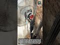 Modified Industrial Fan with a High-Efficiency BLDC Motor