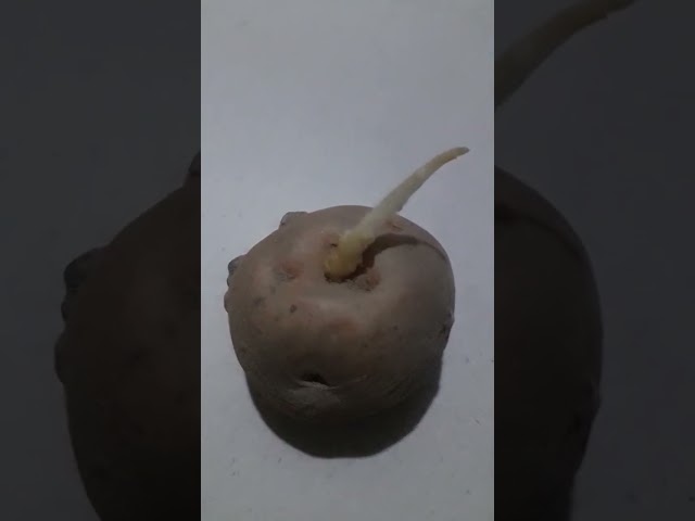 #Potato with emerging seedlings.
