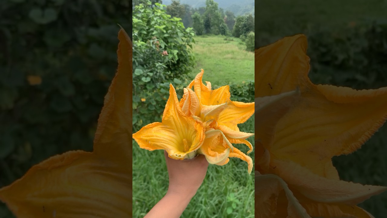 Kaddu ke phool ke pakode 🥰🥗