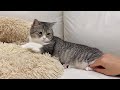 爪切り大嫌いな猫の足の爪をこっそり切ろうとしたら…