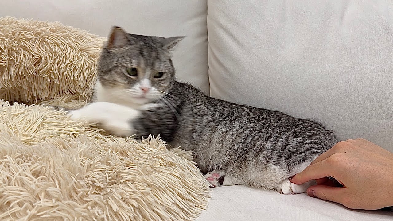 爪切り大嫌いな猫の足の爪をこっそり切ろうとしたら… - YouTube