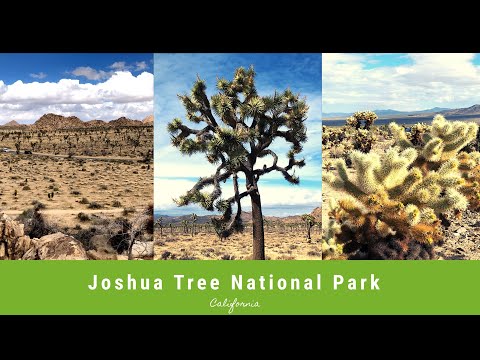 Videó: A Joshua Tree Nemzeti Park 75. évfordulója - A Matador Network
