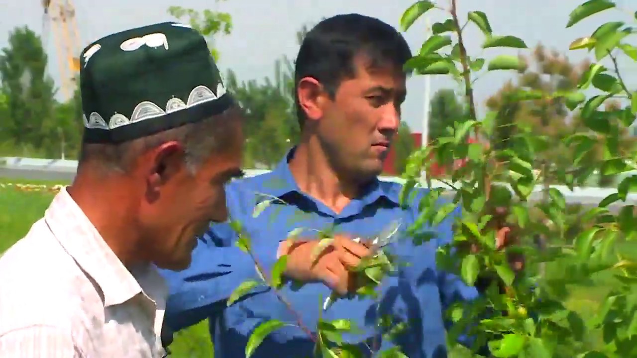 Интенсив нок дарахтига ёзги шакл бериш (Зеленая обрезка)