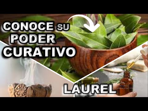 LAUREL, descubre todas