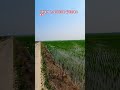 행복했었어# 농업# 논농사# 사일리지 # 볏짚# 6000평# agriculture#