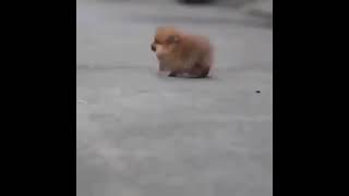 World smallest dog  || cute little paw ||