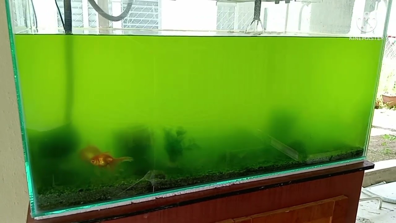 Air Aquarium Hijau 😅