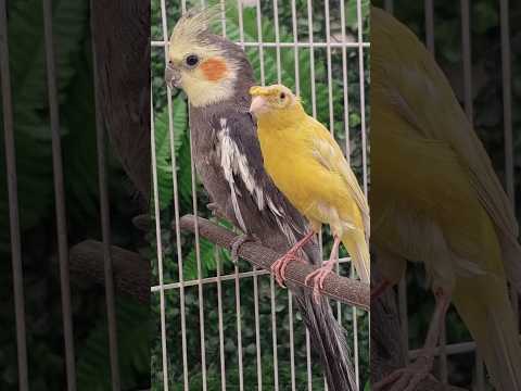 هل يعيش الكناري والكوكتيل معا شاهد النتيجة