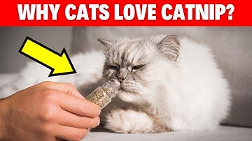Why Are Cats Obsessed With Catnip? #catbreed #catlovers #cat #pets #catvideos #catlover #cats