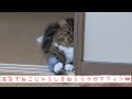 本気で猫じゃらしを狙うラガマフィン❤︎ ragamuffin cat kid child