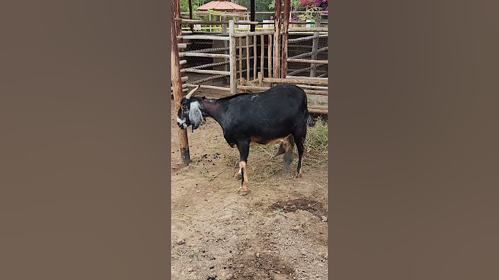 GOAT Balls