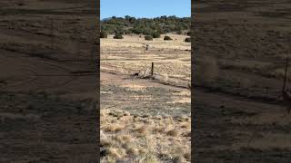 Jack &amp; Jill, the ravens, playing with the dogs on our walk this morning. #24fire burning to the east