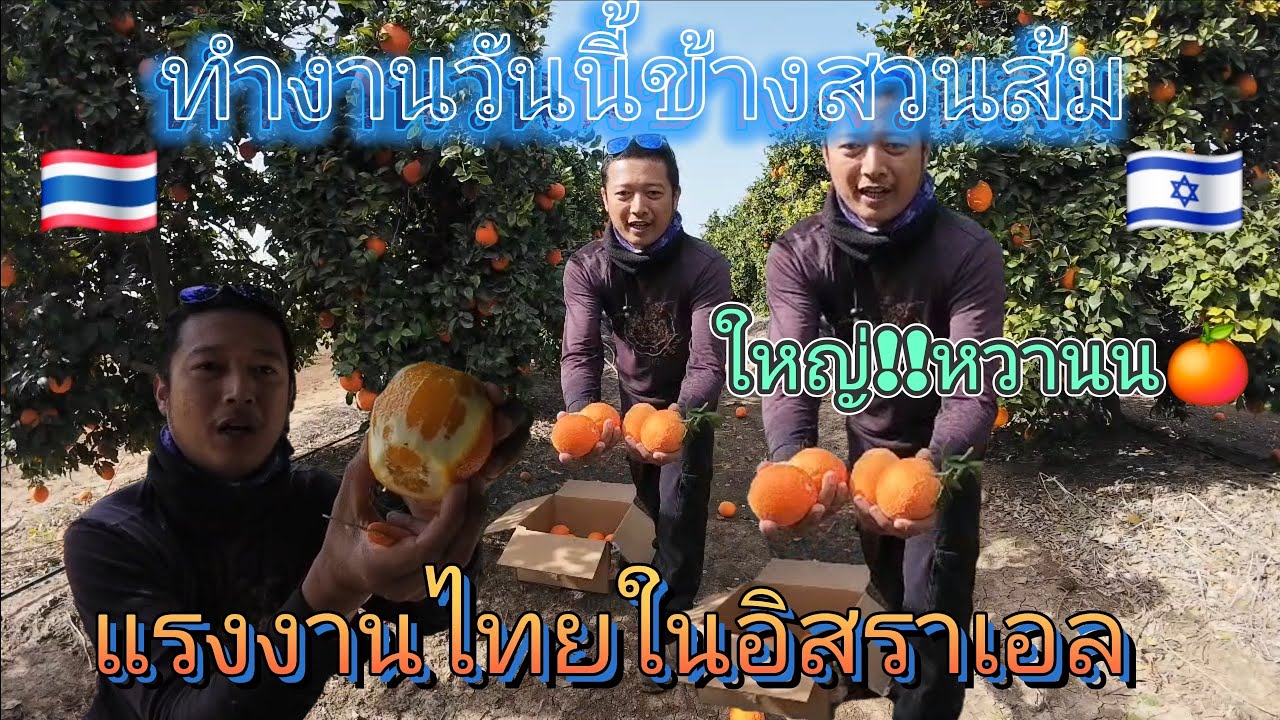 ไปเปิดน้ำคิวบูดข้างสวนส้มลูกใหญ่ๆหวานๆ เก็บไปฝากพีฝากน้อง #แรงงานไทยในอิสราเอล 🍊🇹🇭🇮🇱🇱🇦🇹🇼🇺🇸🇰🇷🇯🇵