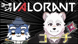 【valorant】教えを乞う /熊谷重吾コーチ【あおねぐぅず】