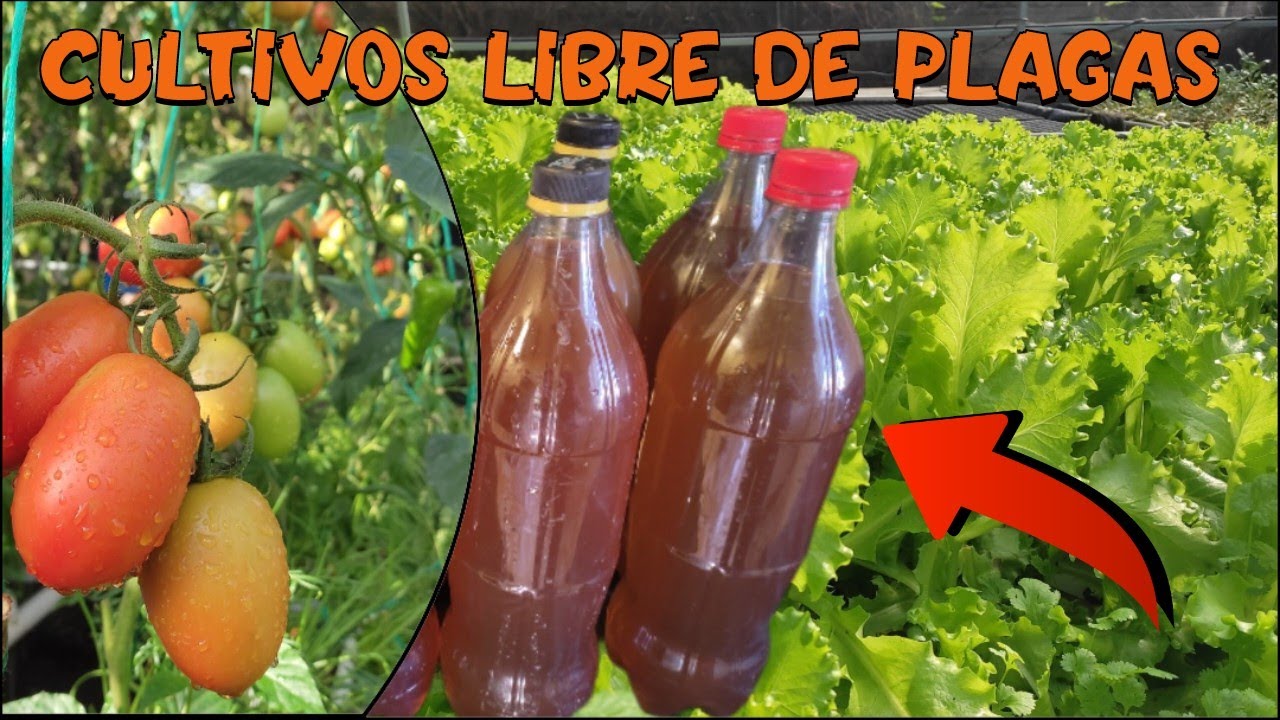 Отбеливатель на основе ясеня | Прощайте, тля, белокрылка, черви, трипсы, паутинный клещ и грибок ...