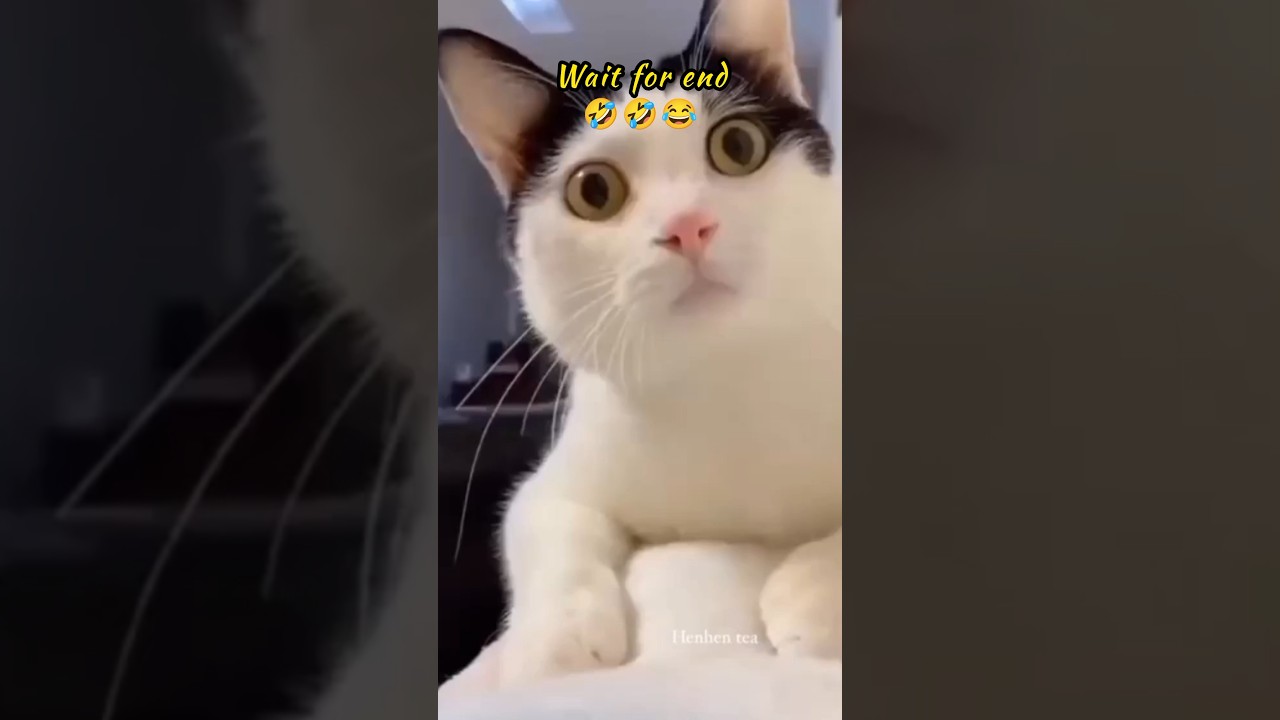 Alien vs Cats 🐱👽 | Cutest Intergalactic Comedy Ever! 