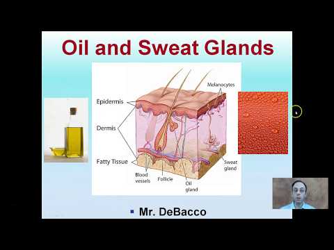 Oil and Sweat Glands