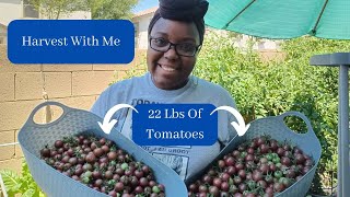 Picking 22Lbs Of Tomatoes In My Small Space Garden
