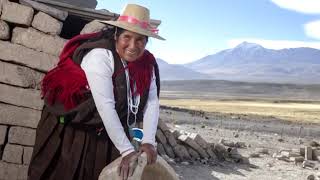 EN TARAPACÁ SE CONMEMORARÁ EL DÍA INTERNACIONAL DEL CONSUMO DE LA QUINUA