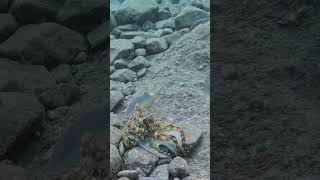 Octopus Turns Tentacles into a Net 🐙🕸️🌀